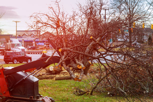 How Our Tree Care Process Works  in  Cresco, IA