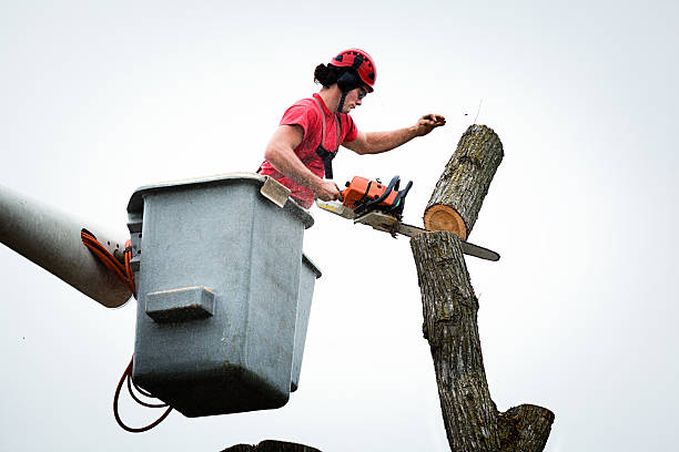 Best Residential Tree Removal  in Cresco, IA